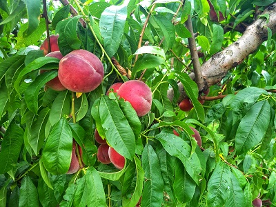 Lecker Pfirsiche am Baum